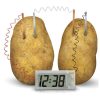 Toys Playwell | Potato Clock Science Experiment