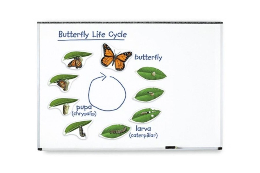 Toys Playwell | Giant Magnetic Butterfly Life Cycle