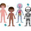 Toys Pierre Belvediere | 4 In 1 Educational Puzzle - Human Body